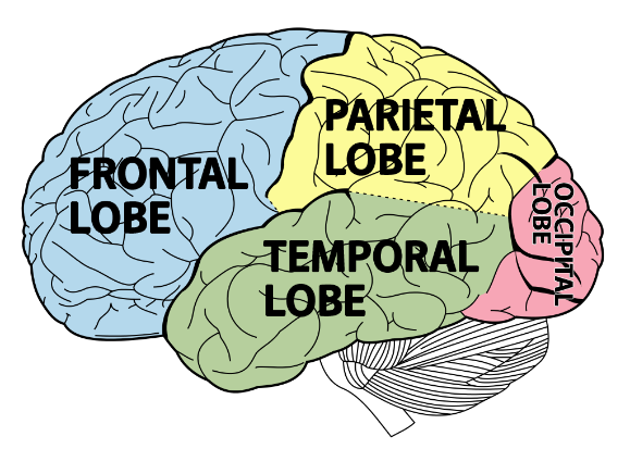 Brain Sections